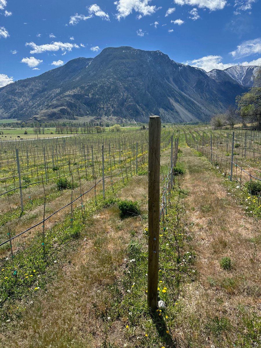 Saddle up for horseback wine tours in the Similkameen Valley this summer: Our recent AdVINEture with Equines & Wine was featured  in the Daily Hive. Click HERE for the full article on this wonderful and very unique… bit.ly/3K7sHYo by @allison_wallace #vino #wine