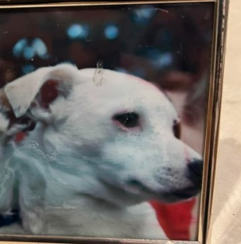 🆘16 MAY 2024 #Lost ROO #ScanMe ELDERLY/ DEAF White Jack Russell Female #Crondall #Hampshire #GU10 doglost.co.uk/dog-blog.php?d…