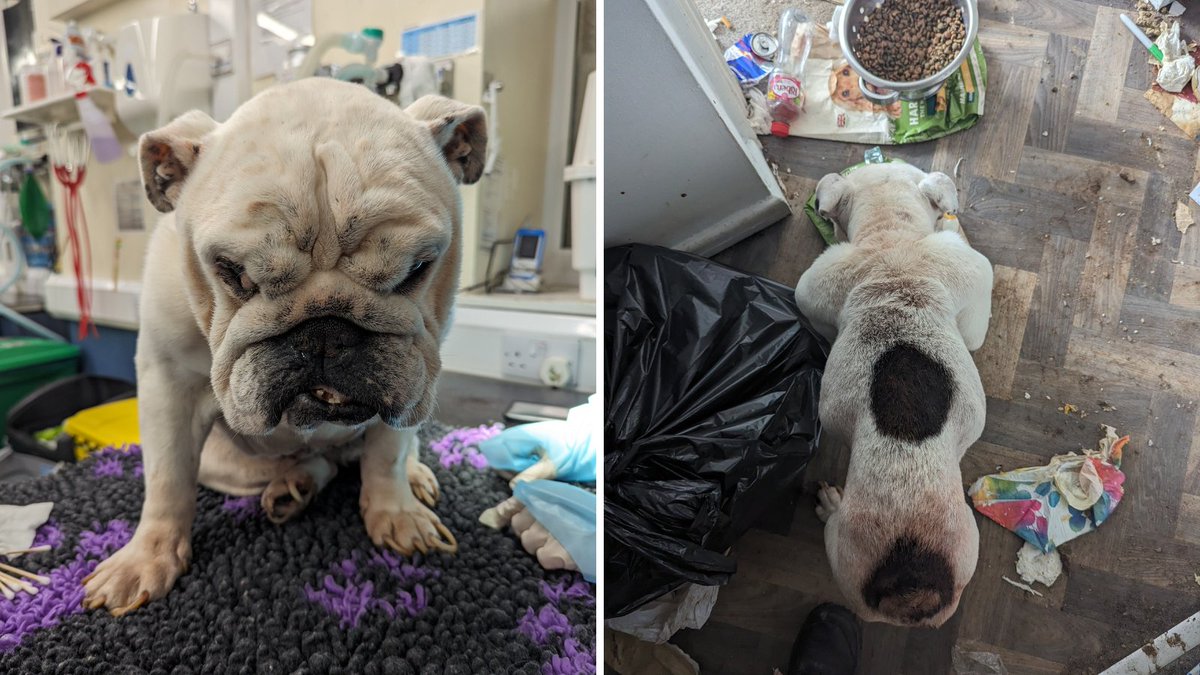 Dave was rescued from a property in the Uplands area of Swansea on 14th May. It's thought he had been alone for 2 weeks before he was found 💔 He was quickly taken to a vet for emergency treatment. Send him lots of love and get-well wishes while our investigation continues ⤵️
