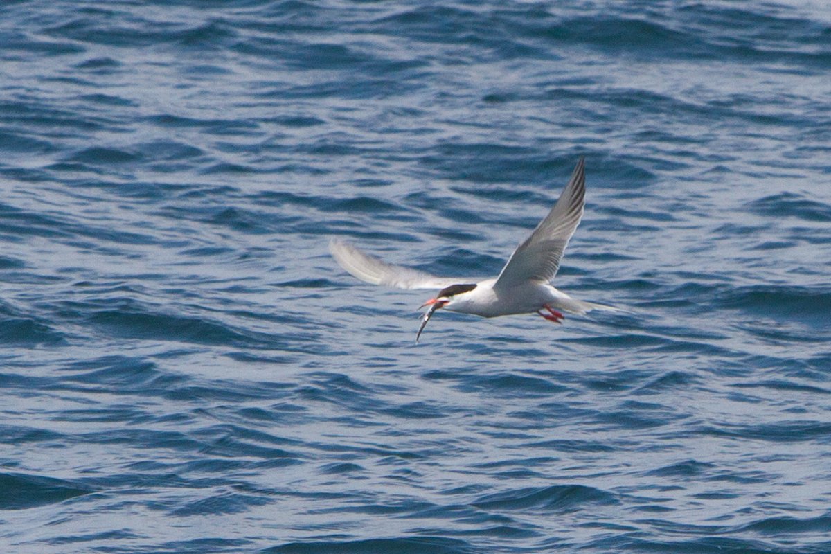 The Gulf of Maine is warming - but what does this mean for our local waters? Much of the research done at SML is related to questions about changing climate, including tern work led by Dr. Liz Craig. Read about this and more in Nat Geo: loom.ly/ab_d2RY
Photo by Jim Coyer
