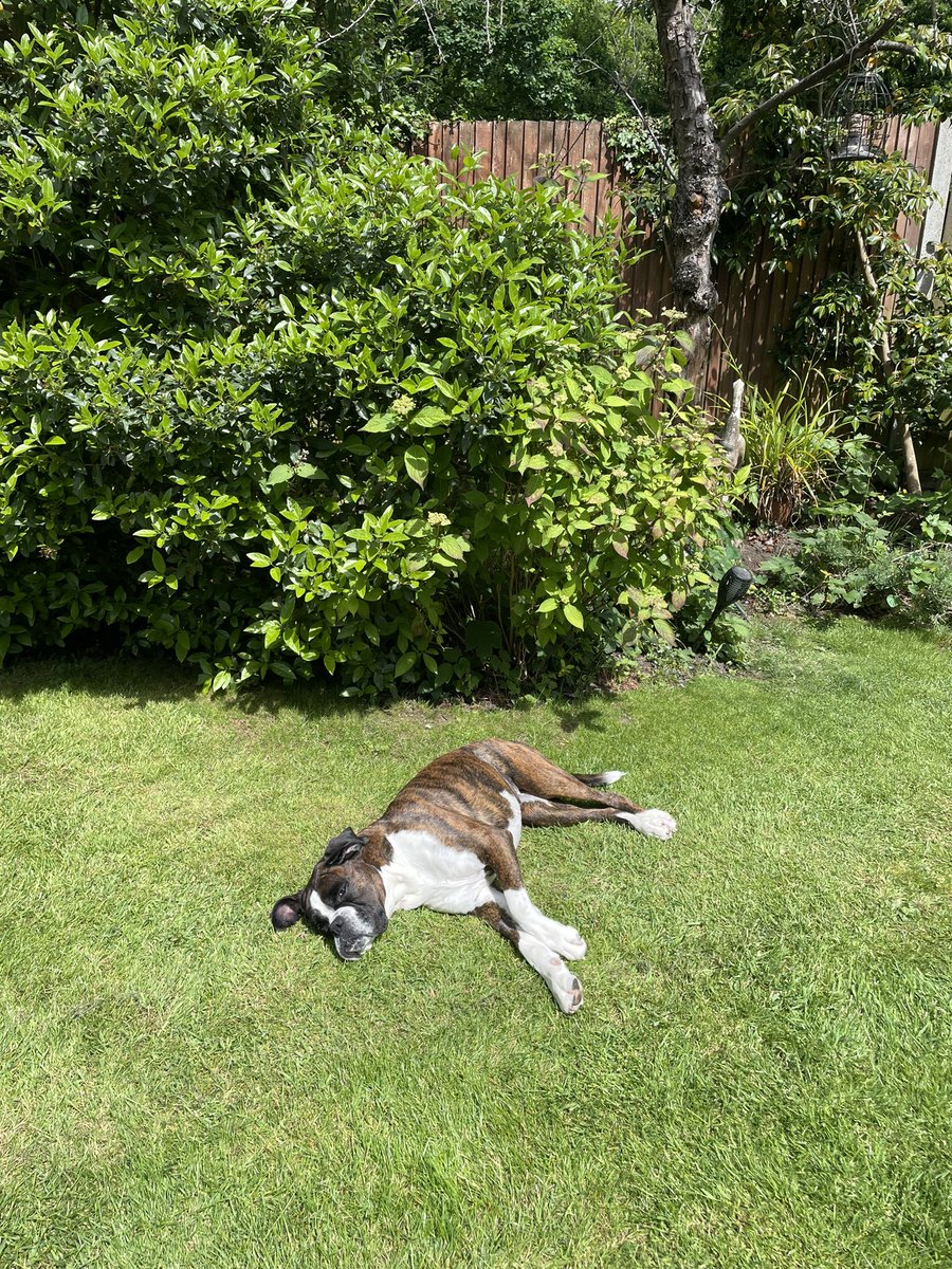 Trixie chilling 🤫💛 #Boxer #FridayFeelings #dogs ☀️