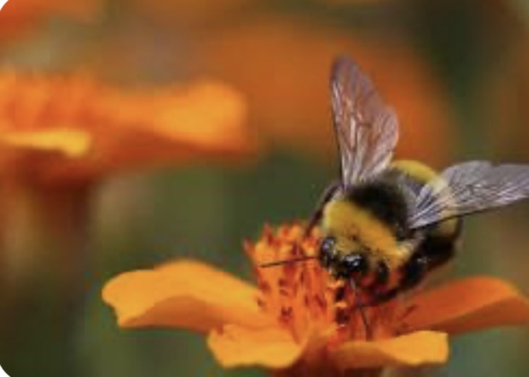 summers lush garden petals gently opening bees busily work #WalesHaikuJournal #bee #haiku #WritingCommmunity #poetry