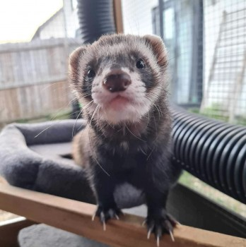 🆘16 MAY 2024 #Lost OTIS #ScanMe FERRET Male The Hops Estate #Hingham #NorfolkIn #NR9 doglost.co.uk/dog-blog.php?d…