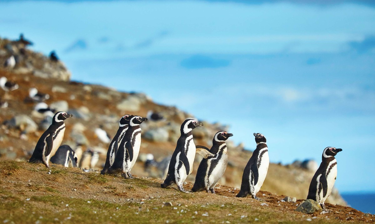 Gray Line (@grayline) on Twitter photo 🚤 Taking a boat to an island of 🐧 #penguins is a MUST-DO item for the bucket list! Northeast of #PuntaArenas in the middle of the Strait of Magellan, #MagdalenaIsland hosts more than 60,000 penguins in the summer. See these adorable birds up close with <a href="/GrayLineChile/">Gray Line Chile</a> 🚤 Taking a boat to an island of 🐧 #penguins is a MUST-DO item for the bucket list! Northeast of #PuntaArenas in the middle of the Strait of Magellan, #MagdalenaIsland hosts more than 60,000 penguins in the summer. See these adorable birds up close with <a href="/GrayLineChile/">Gray Line Chile</a>