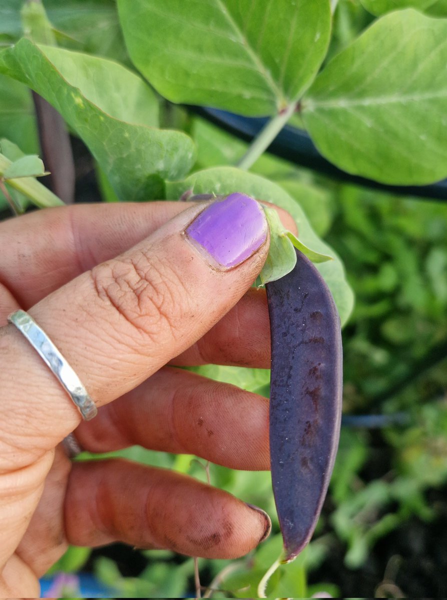 I love gardening so, so much 💓 It's real-life magic 🪄✨️🌱 Just look at my gorgeous pea Shiraz 🫛 It's my favourite time of the season, when you can still see both flowers and pods at the same time on the plant 😍💜