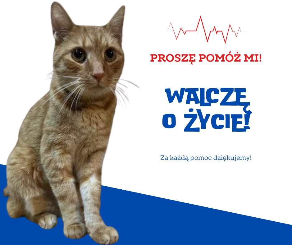 Pomożecie uratować Imonka? pomagam.pl/fpmaay Liczy się każda złotówka 🙏
