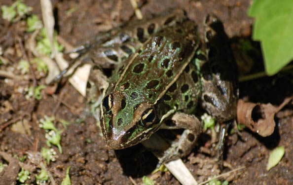 This #EndangeredSpeciesDay, take a look at the rare animal species that call NYC home. From piping plovers to leopard frogs and all sorts of creatures in between, see how Parks works to protect their habitats and restore rare animal populations: on.nyc.gov/3jWQvB2