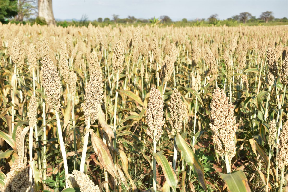The West🌍Regional Consultation Conference, held by the African Drylands Crop Improvement Network 🇬🇭 & @CIMMYT addressed key issues in the region’s agricultural sector amid #climatechange. Scientists from 9 countries participated aiming to foster alliances bit.ly/44Crfqn