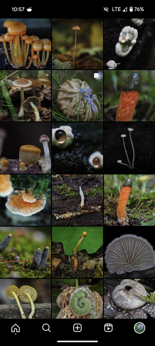 shroomy_baby's tweet photo. Follow my mushroom photography page:
https://t.co/x21s0VWchZ https://t.co/lQKiaJs3j0