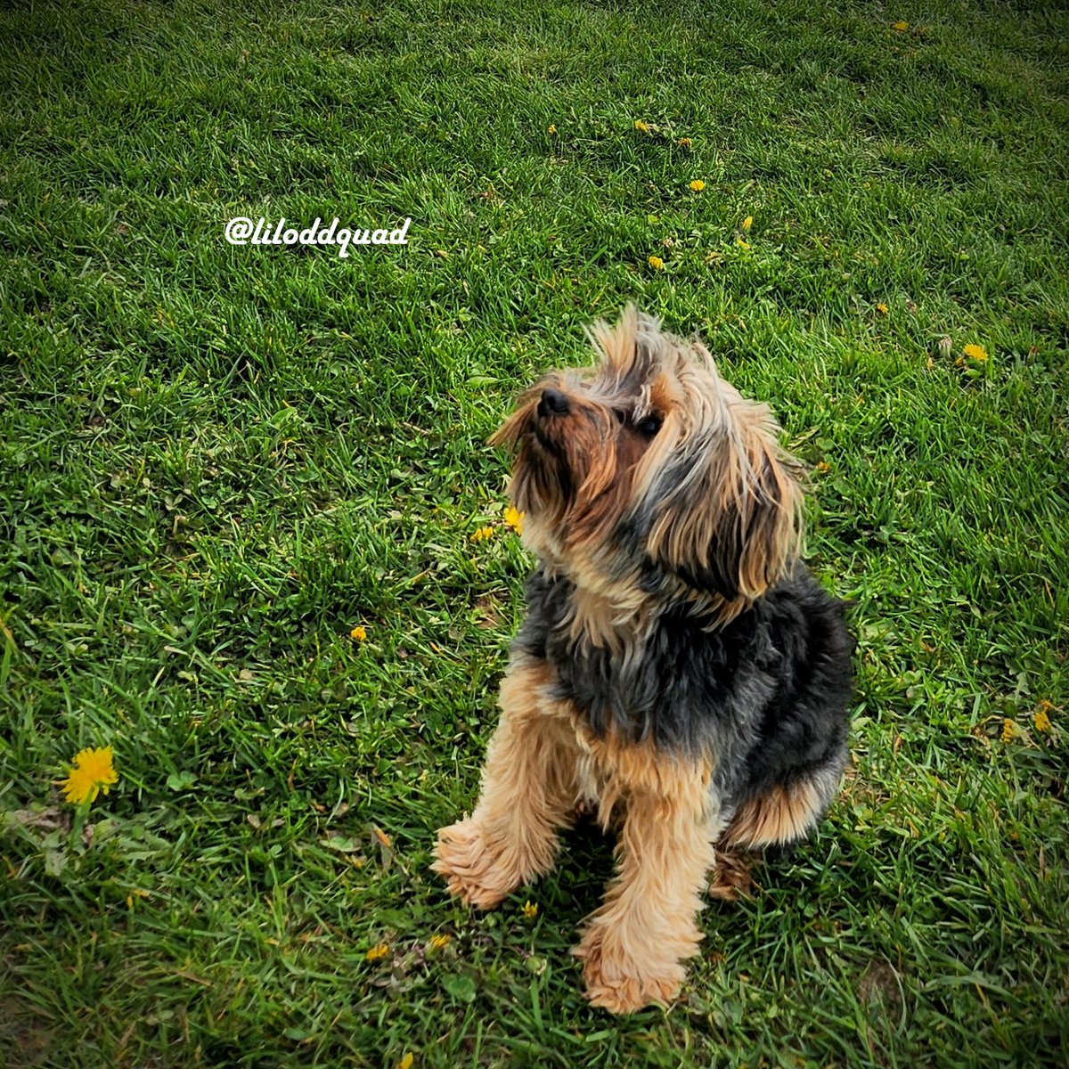 liloddquad's tweet photo. Little impromptu photo shoot at the park yesterday with my baby! 💚
#Boy #Dog #Dogs #DogsOfInstagram #Follow #FollowMe #FollowMePlease #InstaFollow #Like #Loki #LoveHim #Photographer #Photography #PhotoShoot #PhotoShoots #PleaseFollow #PuppyLove #Yorkie #YorkiesOfInstagram https://t.co/jm3RZOPhbl