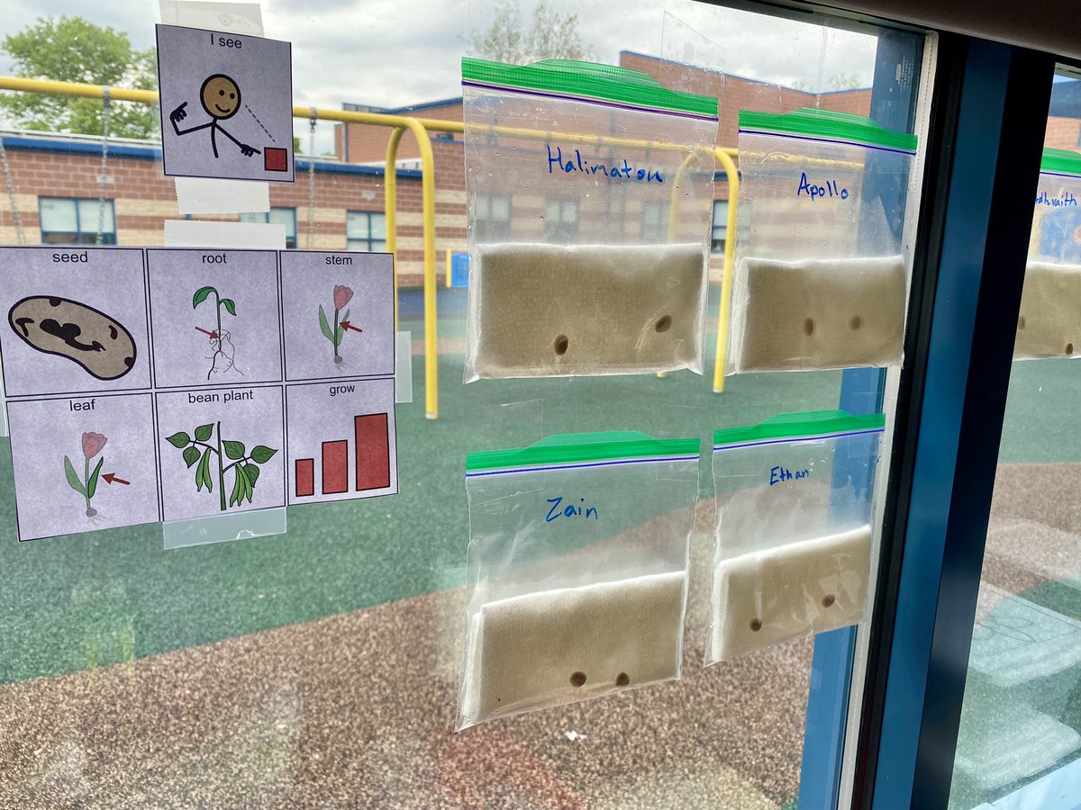 MrsThornsWorld's tweet image. Today, we read an interactive story about planting beans in a bag. Then, we planted our own beans in a bag and hung them in the window. We can’t wait to watch them grow! #MrsThornsRoseGarden #NBTeamPreschool #NBTECCisRedHot @NBTECC @mrpassner