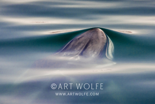 #WildlifeWednesday  With the curtailing of commercial whaling, the Fin whale has been on the rebound. The IUCN Red List has reclassified the species from endangered to vulnerable. We love these wildlife success stories!
#ExploreCreateInspire #CanonLegend #ArtWolfe