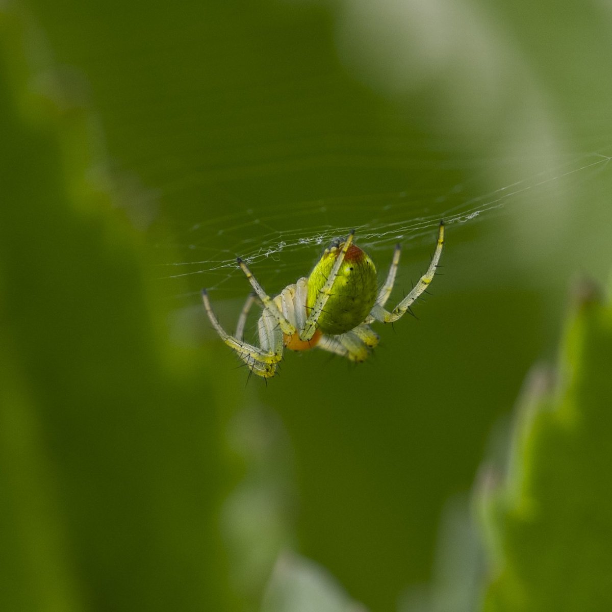 Waiting for lunch #Togtweeter #ThePhotoHour #snapyourworld #insects #spiders #NaturePhotography #macrophotography