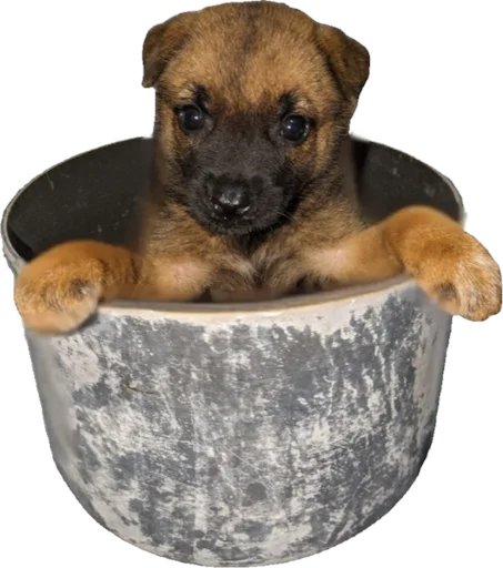 We’ve heard your feedback and are excited to share that the Dog has been returned from the Wok to its original Pot! Thank you for your support and engagement. #CommunityFeedback #YouSpokeWeListened #ImprovingTogether