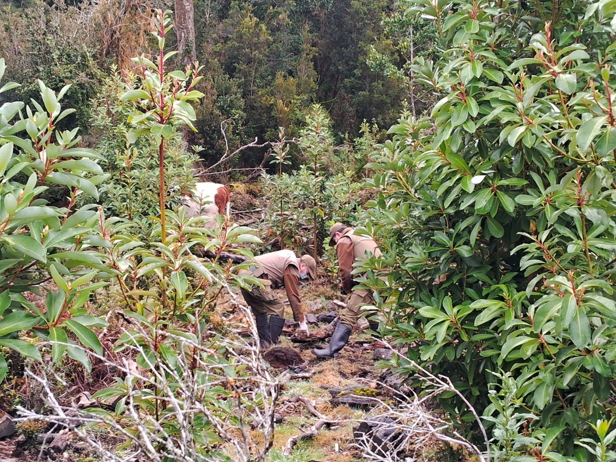 Personal del Depto. O.S.5, realiza peritajes en la comuna de Quellón, provincia de Chiloé, por corta ilegal de bosque nativo. Lo anterior, conforme al Art. 5 de la Ley Nro. 20283 #CuidemosNuestrosBosques #carabinerosdechile