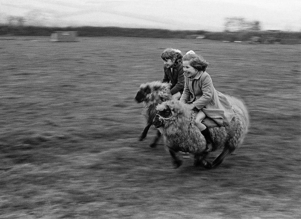 İki kız koyunların üzerinde dörtnala koşuyor Cornwall, İngiltere 1969
