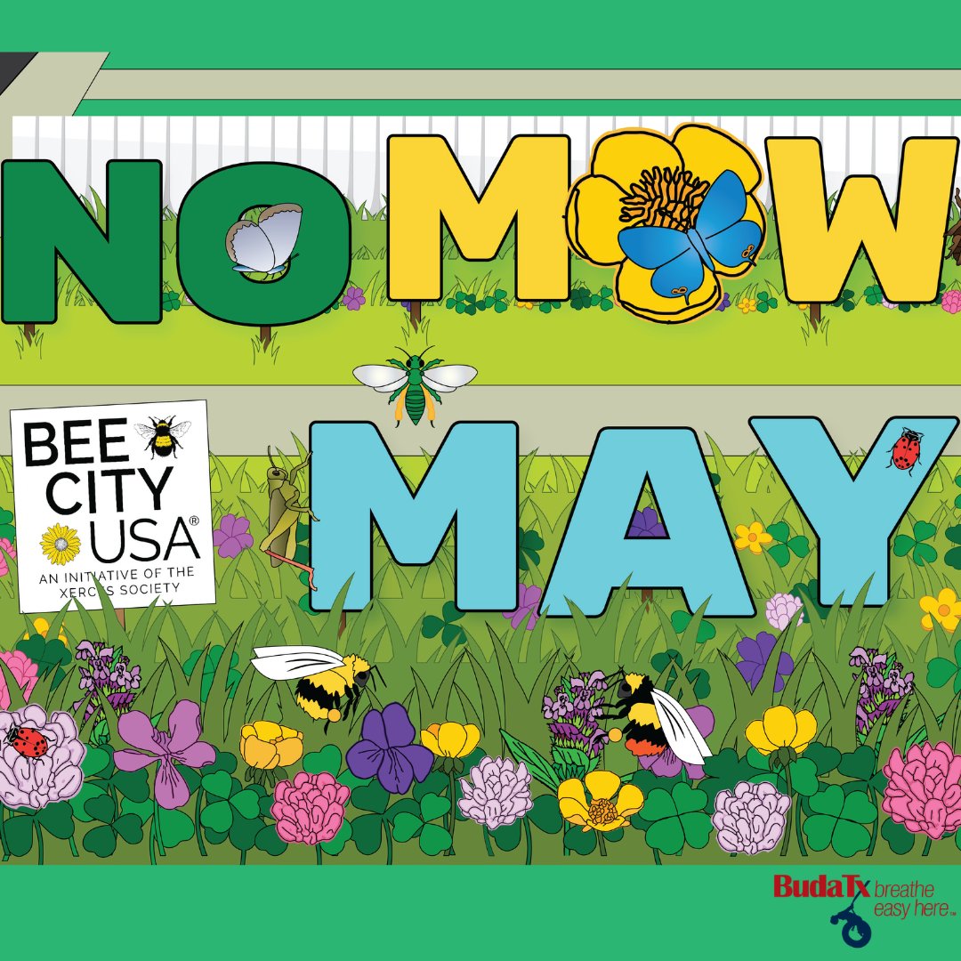 Embrace #NoMowMay to support our bee friends!🐝As a #BeeCity, #BudaTX encourages a No- or Low- Mow Spring to provide native pollinators with resources. Download a free yard sign at beecityusa.org/no-mow-may🌻