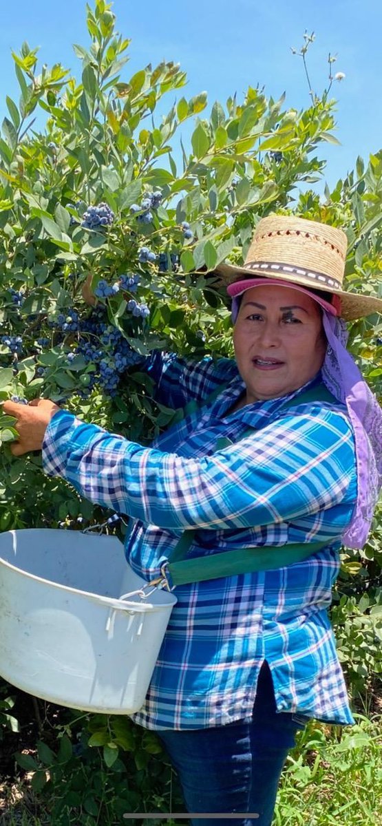 Gaby shared this photo from Woodlake CA where she works in the blueberries. She rapidly hand picks this small fruit into buckets while skillfully avoiding picking overripe and green berries. #WeFeedYou