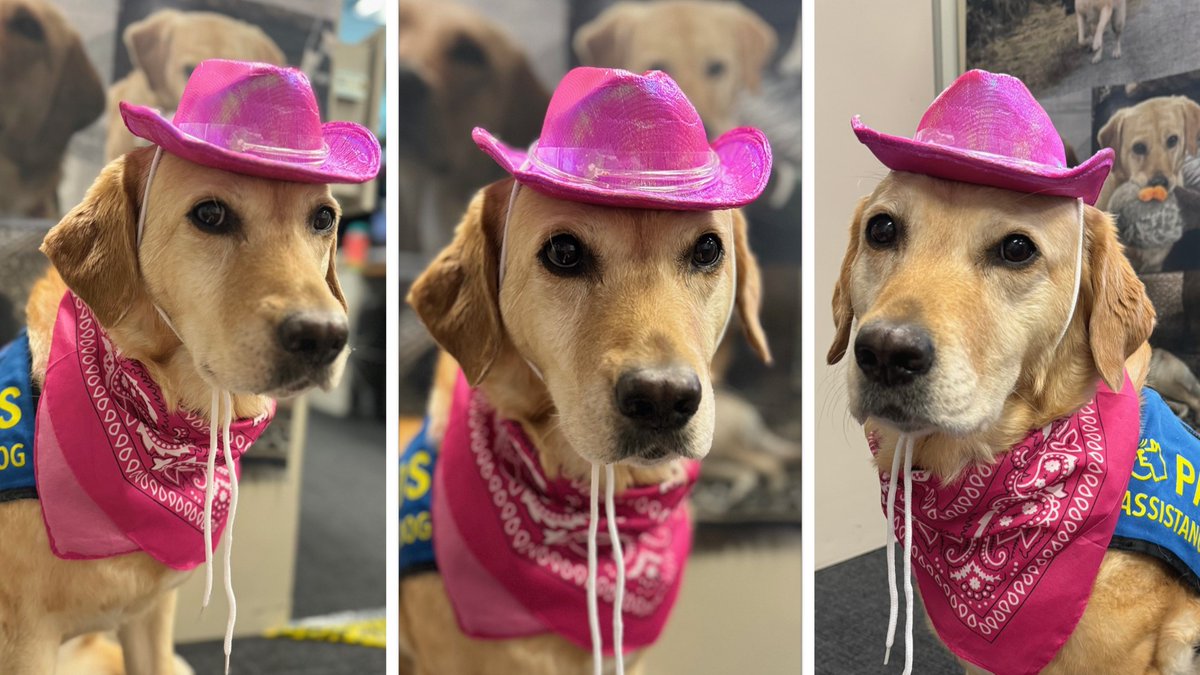 Cambria, our accredited facility dog, is reminding everyone the Cloverdale Rodeo & Country Fair is coming to town. From May 17-20 expect higher than normal traffic volume in the area of Cloverdale Fair Grounds.