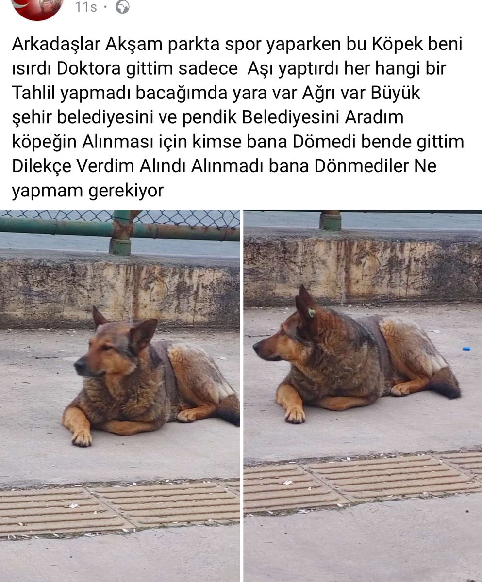 Vatandaşı  ısıran başıboş it kısır ve küpeli görünüyor ! @Pendik_Belediye 
Bunun saldırmaması gerekmez miydi !🤨
 Yoksa kısırlaştırma denen saçmalığın 17 saldırı agresyonu olan itlerin saldırmasını engellemediğini duyurmak ister misiniz? 

#KöpekTerörü