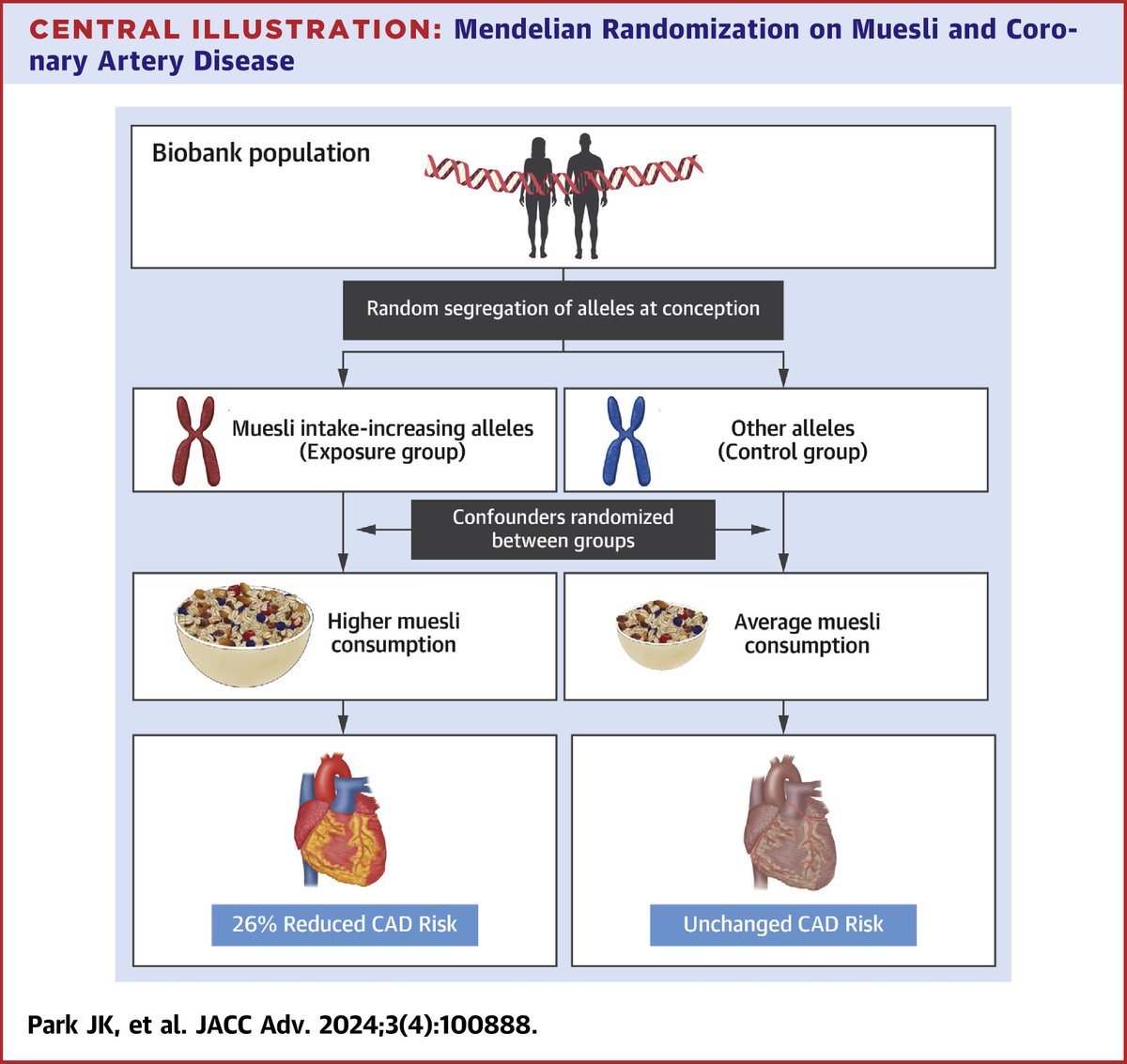 #Muesli, a mixture of oats, seeds, nuts, dried fruit, and milk, may causally reduce #cvCAD risk. Circulating levels of acetate, a gut microbiota-derived short-chain fatty acid, could be mediating its cardioprotective effects. bit.ly/4bmAbmb

@DoGenetics #JACCAdvances