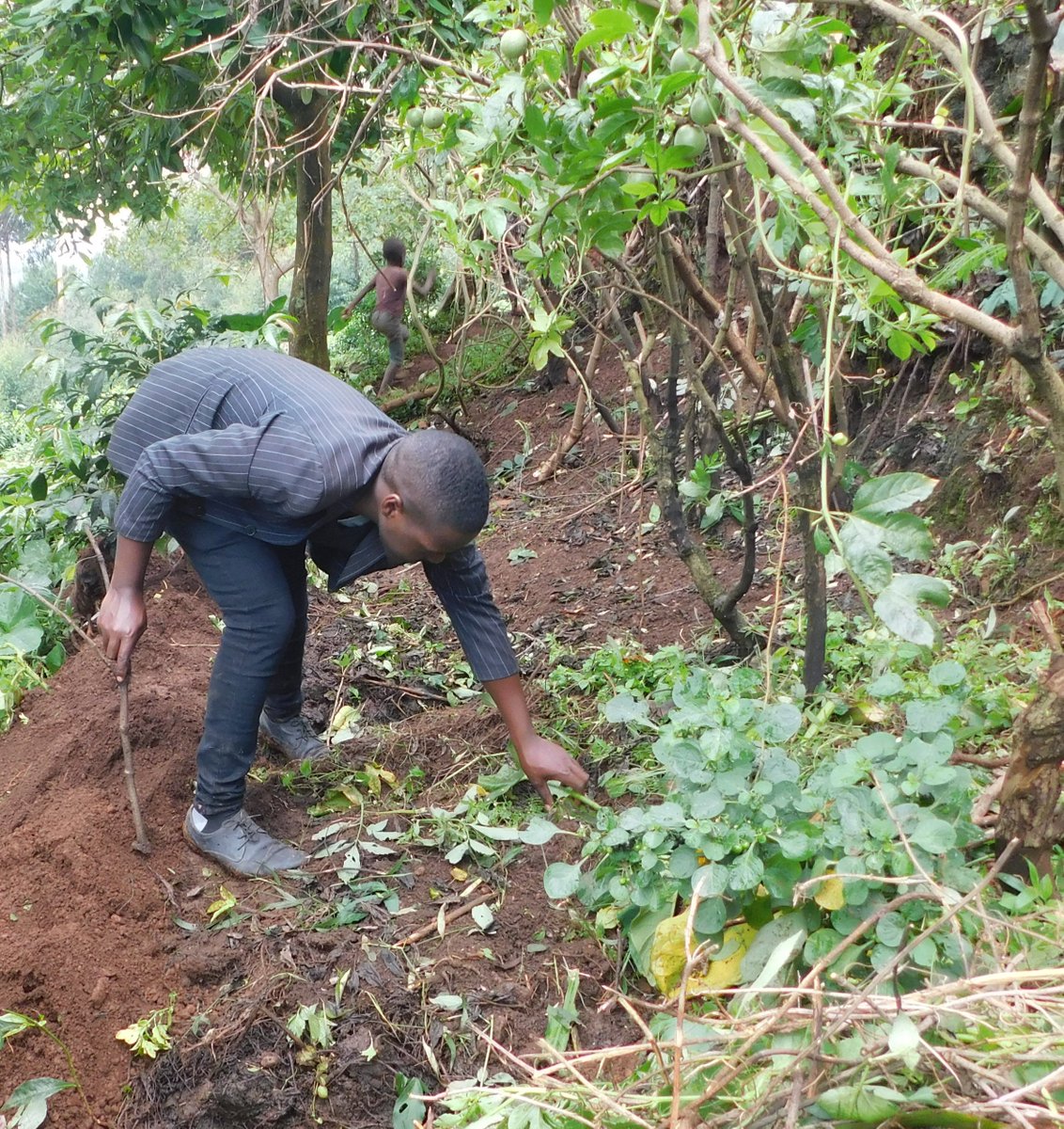Why should compost manure in the compost pits be covered? *Covering compost manure protects it from direct sunshine which causes evaporation of nutrients hence loss of nutrients. Also, it speeds up the decomposition rate of the compost. Comment, Like & Repost. #LetsFarmTogether