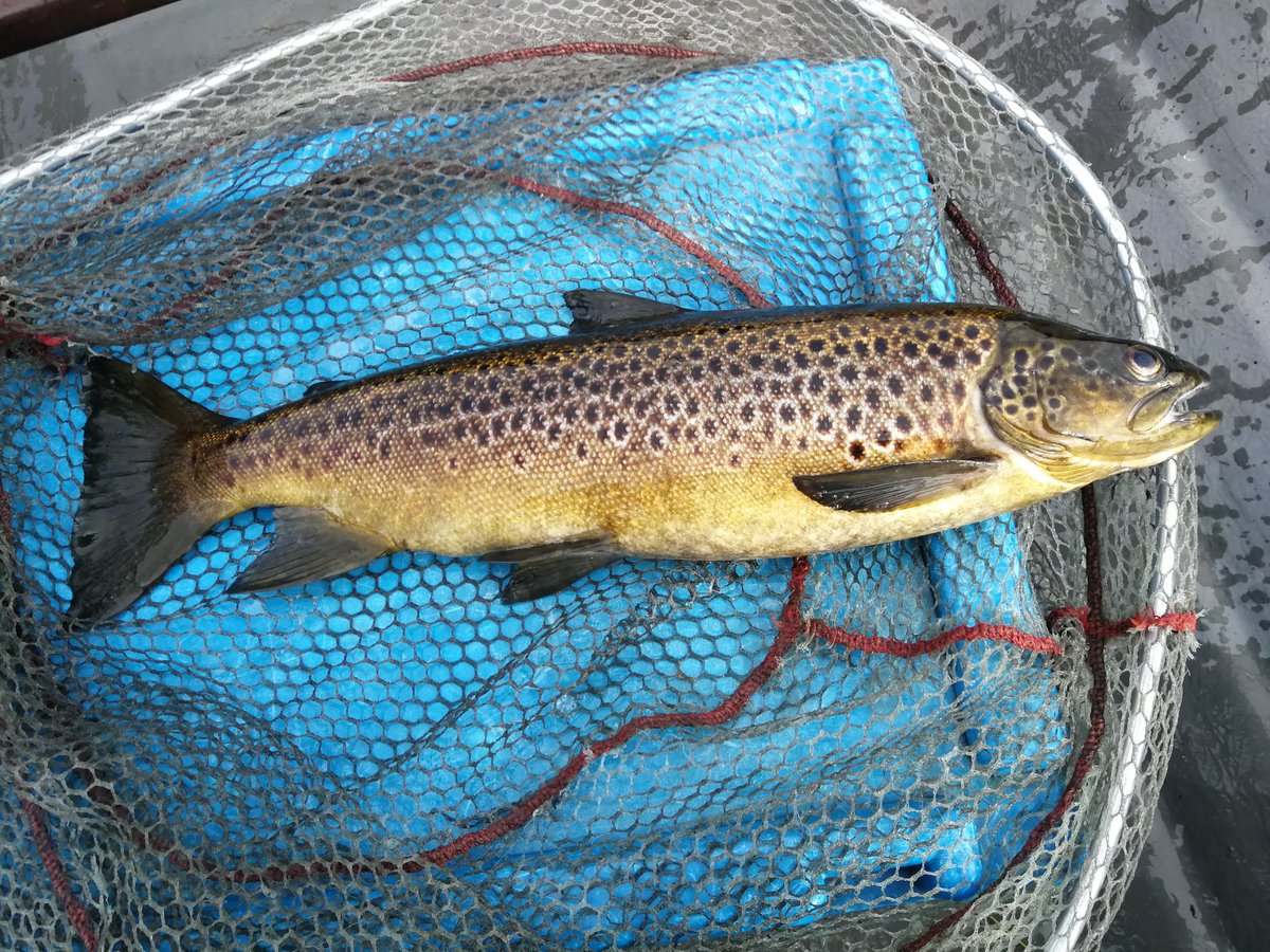 Big wind, big wave, a short -lining day on wet flies on The Mask. Likely the best of my dozen for the day. A healthy 3lb surely. Mr Coyne likely the best company and boat partner to be out with on a wild day.