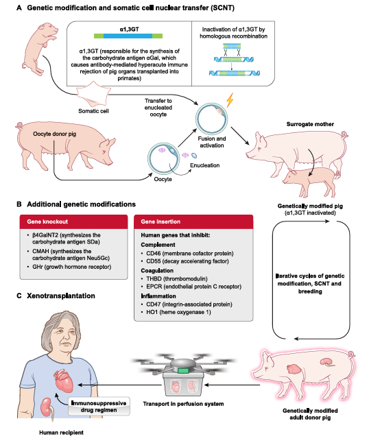 Podcast *coming soon* on this important Review! Physiological Basis for #Xenotransplantation from Genetically-Modified Pigs to Humans Peterson et al. ow.ly/jksb50RKwbJ