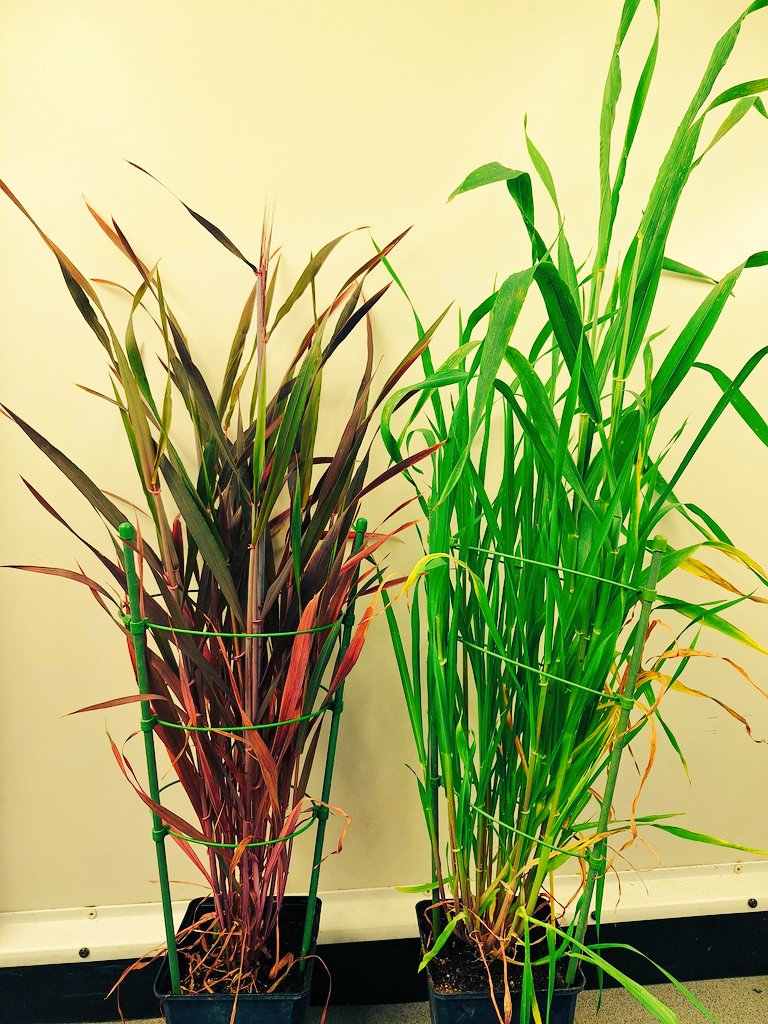 Chromatin organization @pecinka-grp.bsky.social (@pecinka_grp) on Twitter photo <a href="/KKaduchova/">Kateřina Kaduchová</a> tested the Ruby expression marker in barley (Hordeum vulgare). <a href="/APecinka/">Aleš Pečinka</a> <a href="/GoeHensel/">Dr. Götz Hensel</a> #barley #gmo <a href="/KKaduchova/">Kateřina Kaduchová</a> tested the Ruby expression marker in barley (Hordeum vulgare). <a href="/APecinka/">Aleš Pečinka</a> <a href="/GoeHensel/">Dr. Götz Hensel</a> #barley #gmo