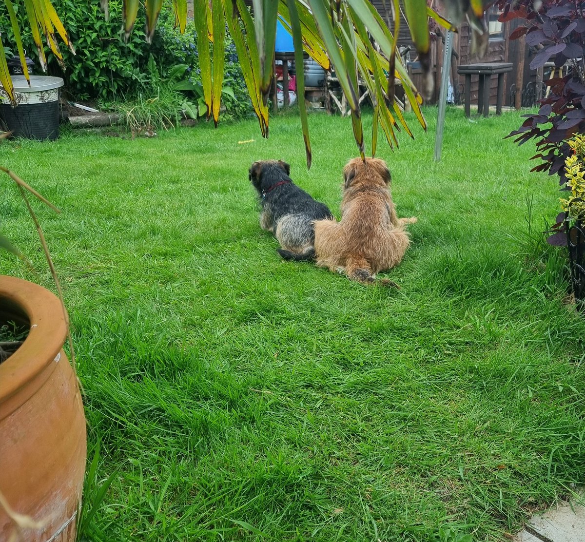 Jus doing a protec at nan & grandads #borderterrier #BTPosse