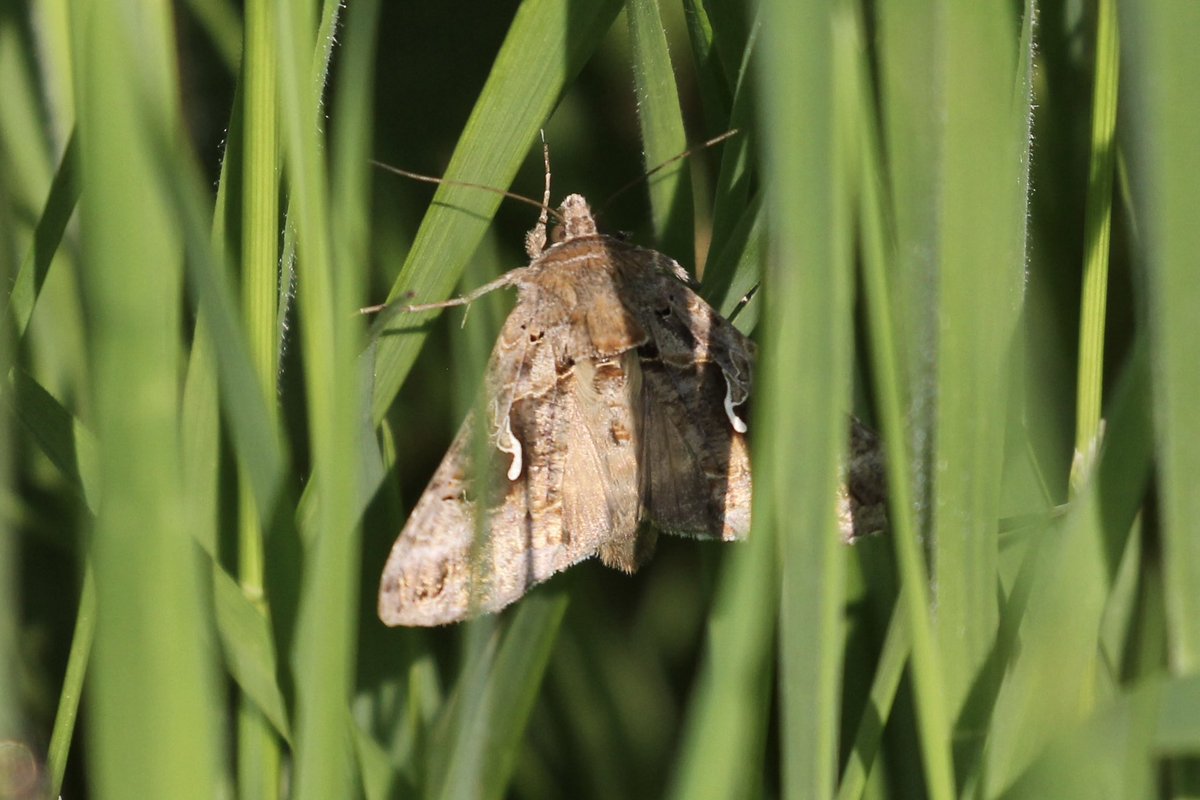 Two more moth species found at DST Leconfield, near Beverley (VC61) during the BioBlitz on 12 May 24, with @SteveRoutl74122 @xylota. 1 Mother Shipton (photos 1-2) and 2 Silver Y (photos 3-4). @ynuorg @BritishMoths