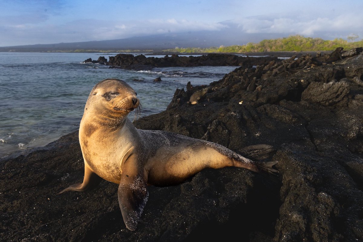 A little something for the weekend. From this Morning’s shoot on Fernandina Island, Galapagos, Ecuador #photography