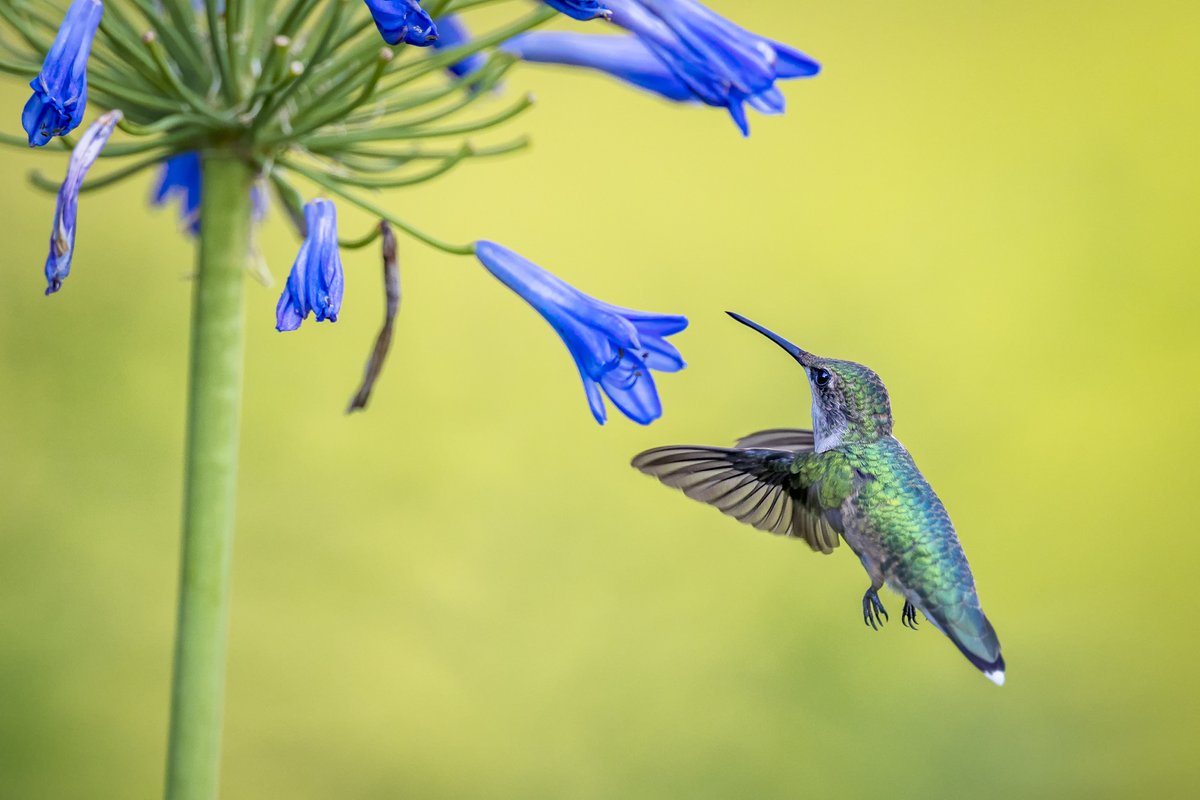 Take time to stop and sip the flowers 🌷 📸 #Canon EOS-1D X Mark III Lens: EF 600mm f/4L IS III USM +1.4x III Image Source: @GettyImages