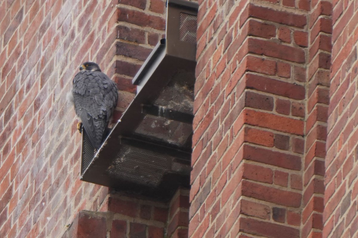 Great to catch up with our friends @LeicaBirding  this week. Fantastic views of the Peregrines at Battersea Power Station. #birding #optics