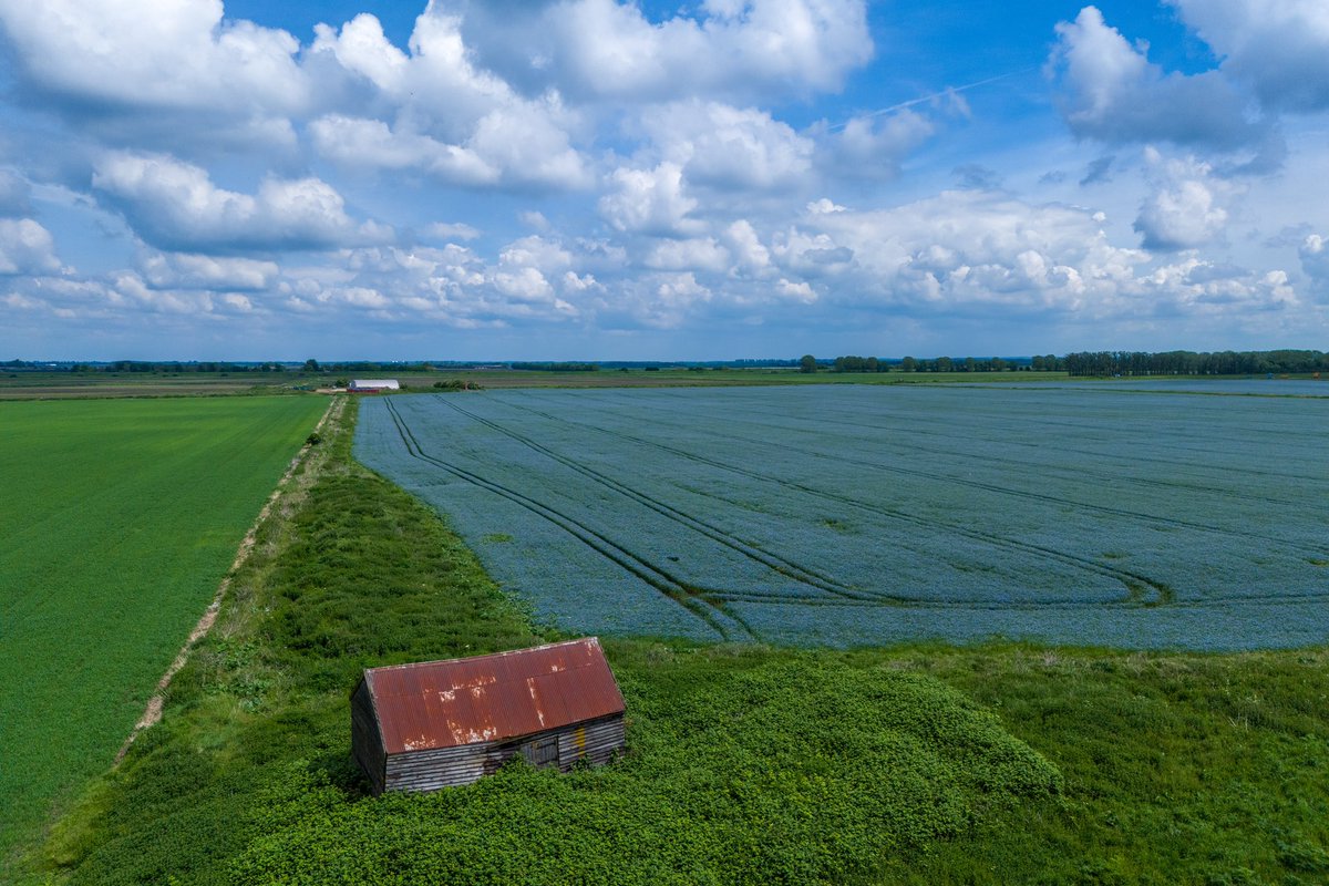 Linseed crop from above. Members of @ElyPhotographic have been given permission to access this farm by @Tom_Clarke We photograph wildlife, farming landscapes, wildflowers etc @SpottedInEly @StormHour @FarmingUK @farmingfirst @ChrisPage90 @WeatherAisling #loveukweather @nfum