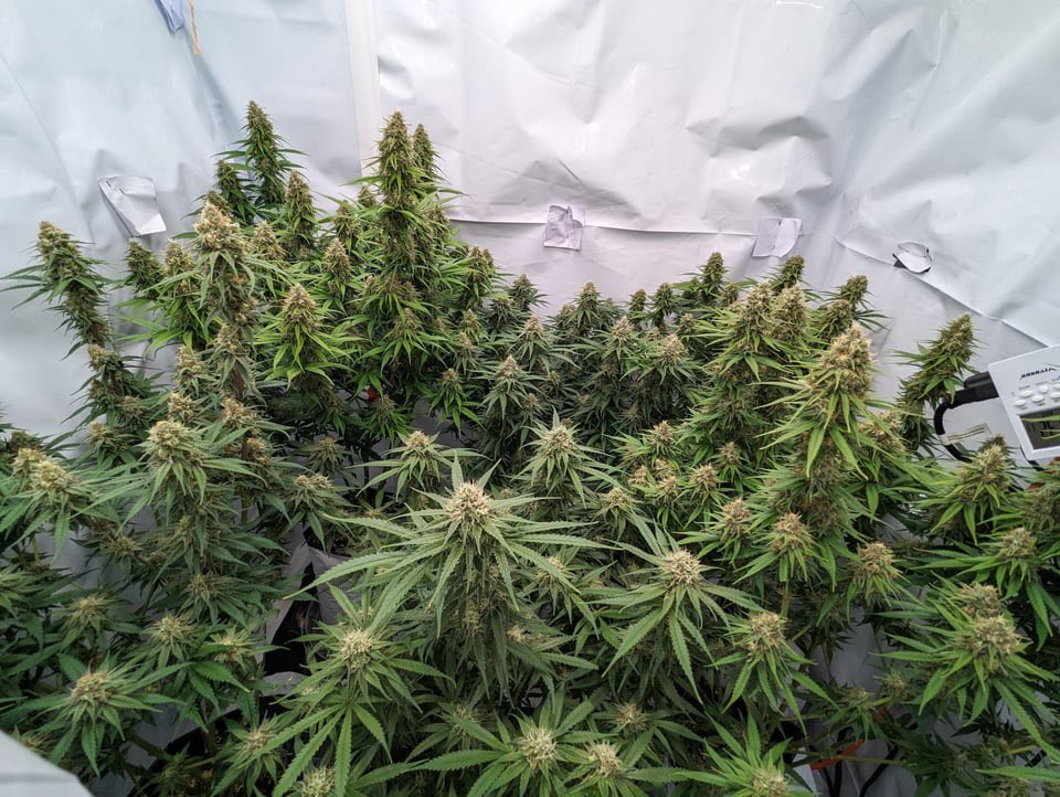 Spacecowboi77 has thier Rosetta Stone nearing the finish! 🫡 #seedbank #seedgrown #homegrowngoodness