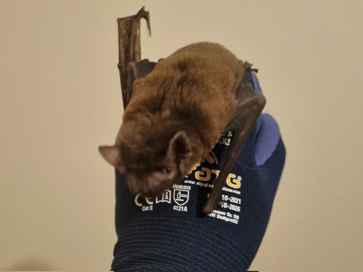 It's everyone's favourite Noctule! Still as hungry and friendly as ever #GriffTheBat