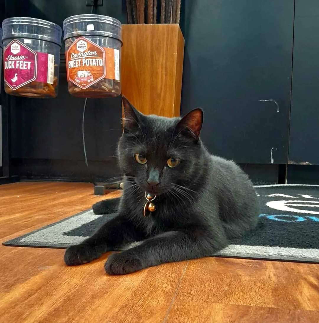 Happy purrsday from adoptable cutie Kala! 

This 2.5 year old gentleman is our in store supurrvisor at Pet Valu Beaumont until he finds his forever home! 

#safeteamrescue #adoptdontshop #adoptme #adoptablekitty #rescuecat #rescuedismyfavoritebreed #yeg #yegcats #catlovers