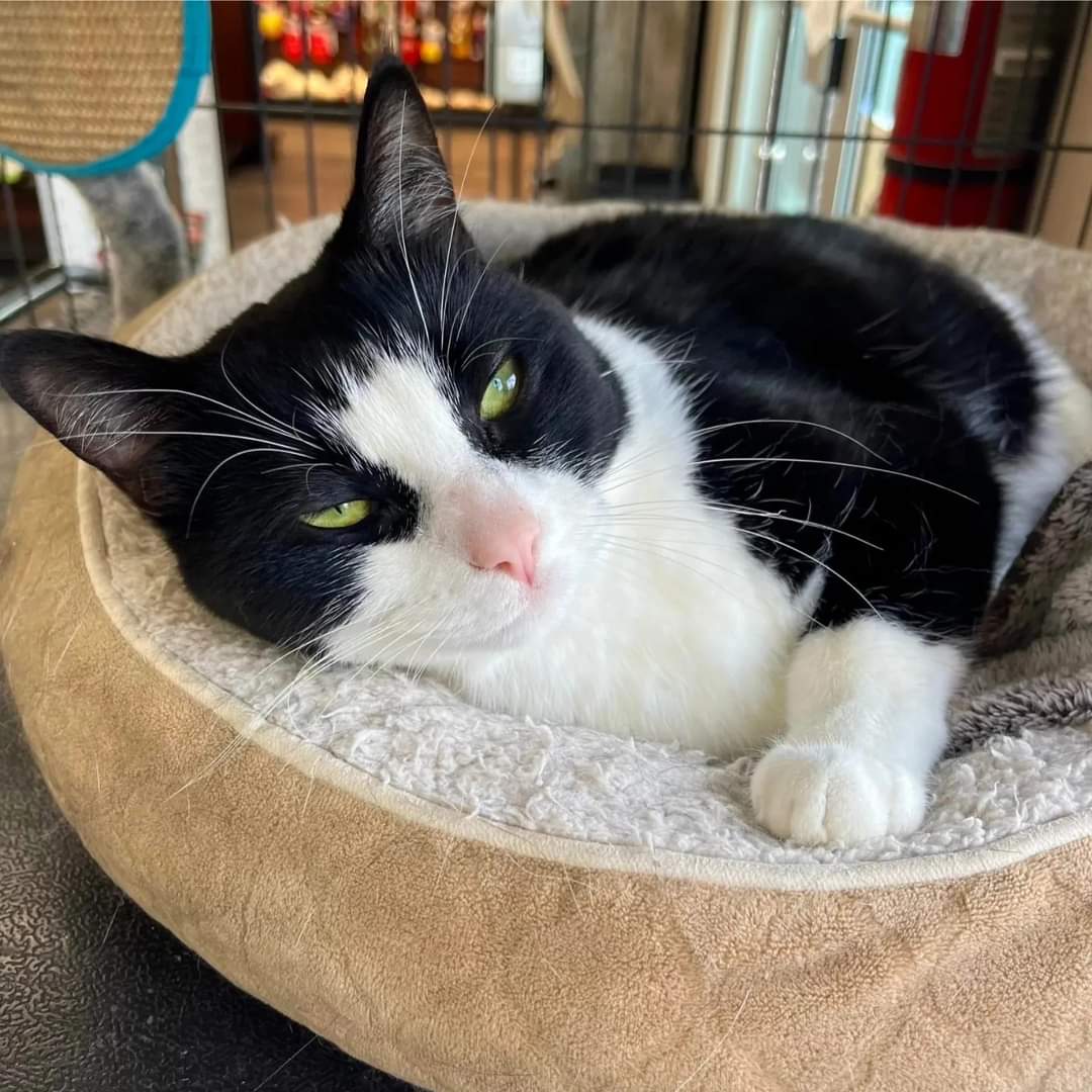 Say hello to sleepy girl Sierra! 

This terrific tuxie is our in store supurrvisor at Pet Valu St. Albert. She is a 2 year old lovebug with a curious and sociable purrsonality! 

#safeteamrescue #adoptdontshop #petvalukitty #adoptablekitty #edmontonadoptables #yeg #yegcats