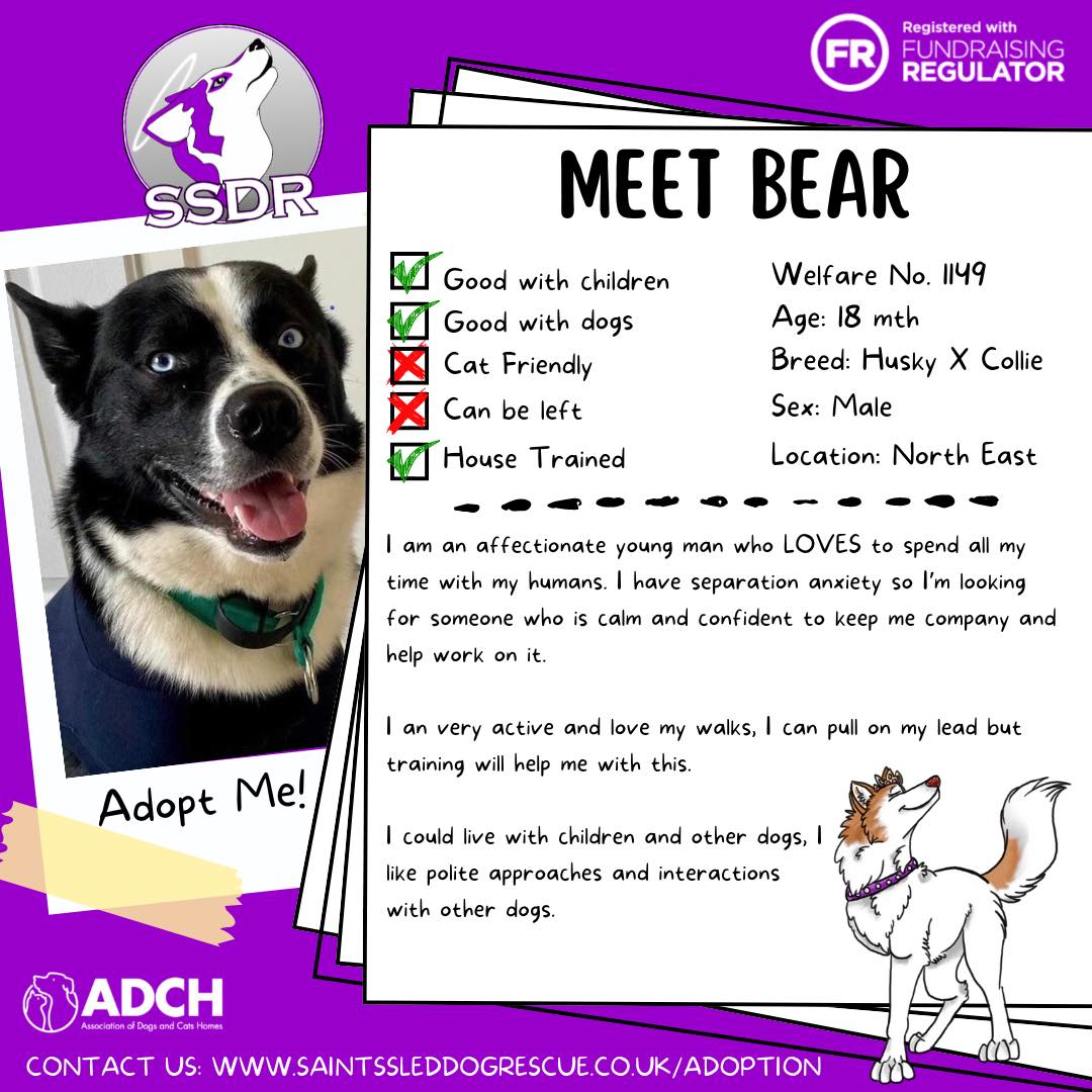 18mo Husky/Border Collie BEAR is an affectionate young man who LOVES to spend all his time with his humans. He has separation anxiety so is looking for someone calm & confident to keep him company & help him work on it. Bear is very active & loves his walks, but can pull on the