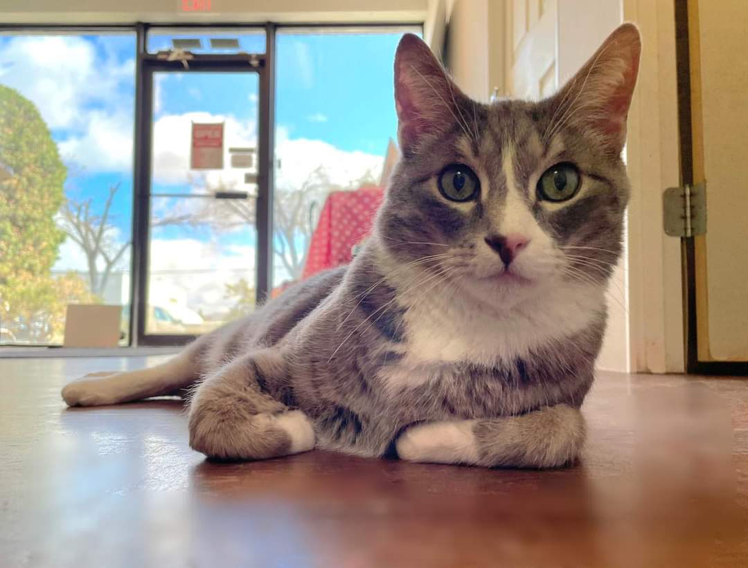 Davidson is @1023nowradio's Pet Purrsonal Star this week! His adoption fee will be reduced to $75 until next Purrsday. 

Apply to adopt Davidson and learn more about him on our website!

#safeteamrescue #adoptdontshop #adoptablekitty #edmontonadoptables  #yeg #yegcats #catlovers