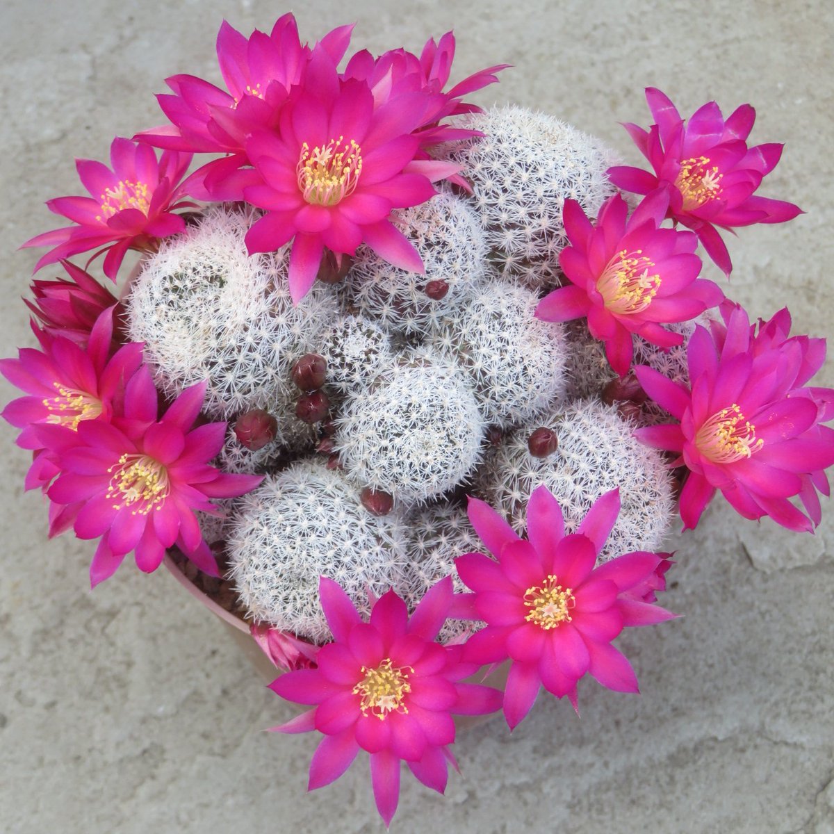 Aylostera 'Bethany'.  I hope you like pink.  #rebutia #cactus #aylostera