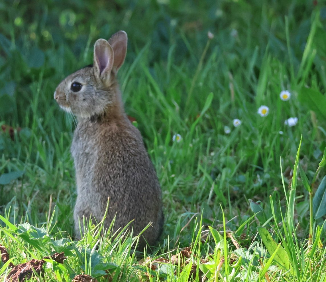 Just a rabbit but as we're in the North West of Scotland I've named it Trudie even though she's not injured. #IfYouKnowYouKnow #LocalHero