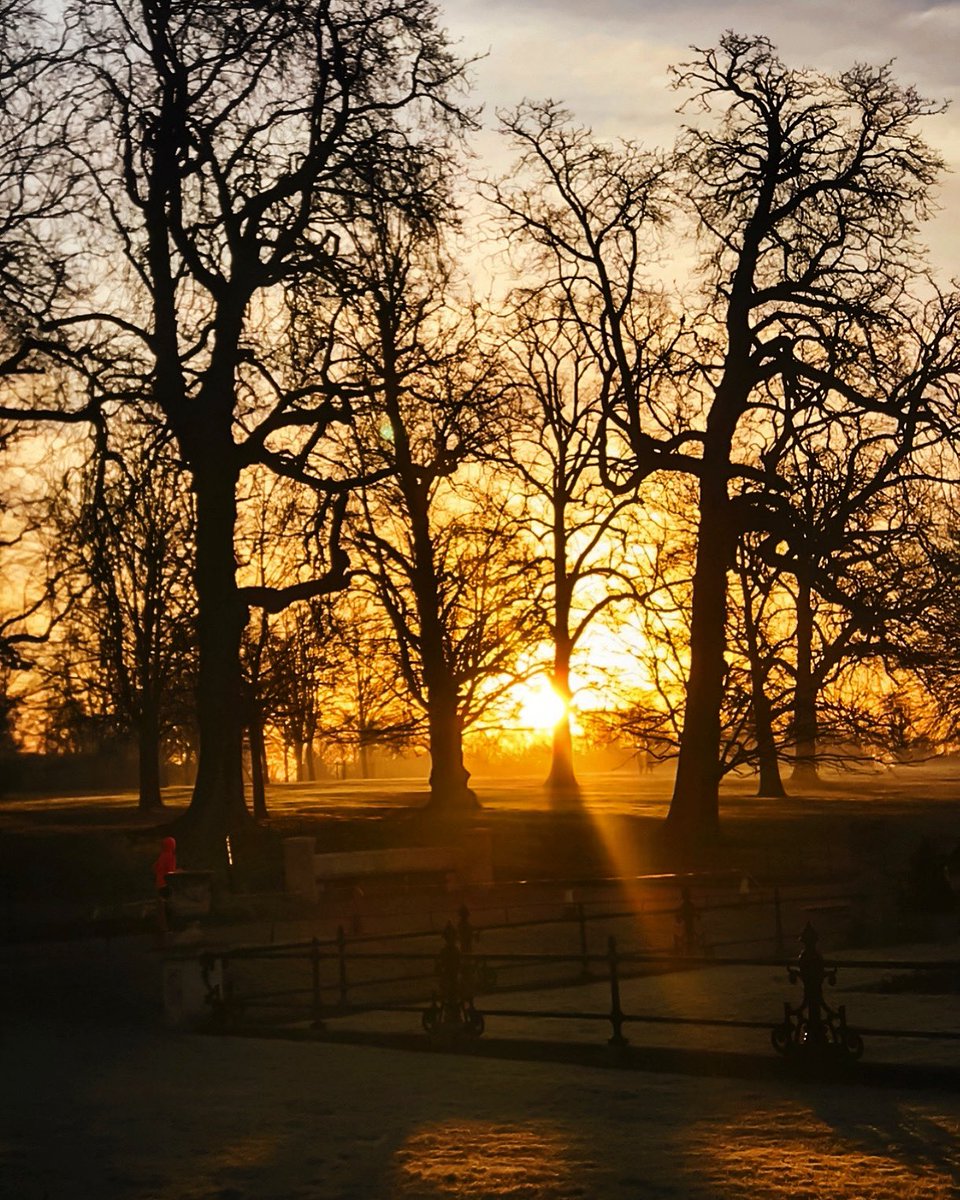 The way through the woods. 📍Kensington Gardens, #London #sunrise #morning #trees #park #photo
