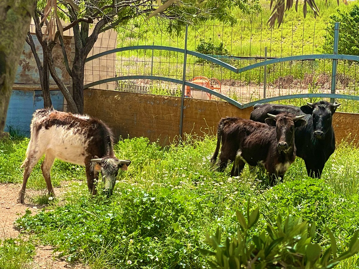 Navalrosal🟨🟩 Finca El Gallardo Marchamalo📍