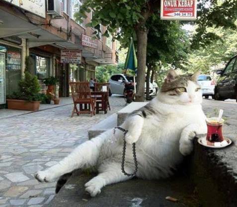 @bpthaber O sırada üniversite işleriyle uğraşmamış, küçüklükten çalışmaya başlamış büyüyünce de kendi dükkanını açmış Türk esnaf kedi;