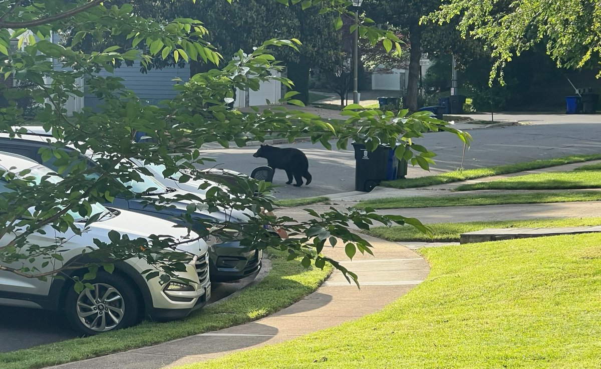 May Bear Update: AWLA has not received any sightings of a bear in our community since Tuesday of this week. Thank you!