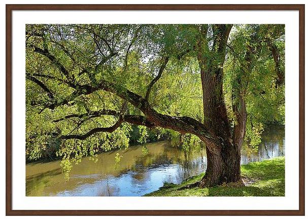 Sandi OReilly @sandioreilly Beautiful Oak Tree By The Stream. HERE:sandi-oreilly.pixels.com/featured/beaut… #oak #tree #hardwood #majestic #longevity #strong #acorns #wood #furniture #sream #water #peaceful #BuyIntoArt #SLOArtworks See more #art,#prints & #products HERE:sandi-oreilly.pixels.com