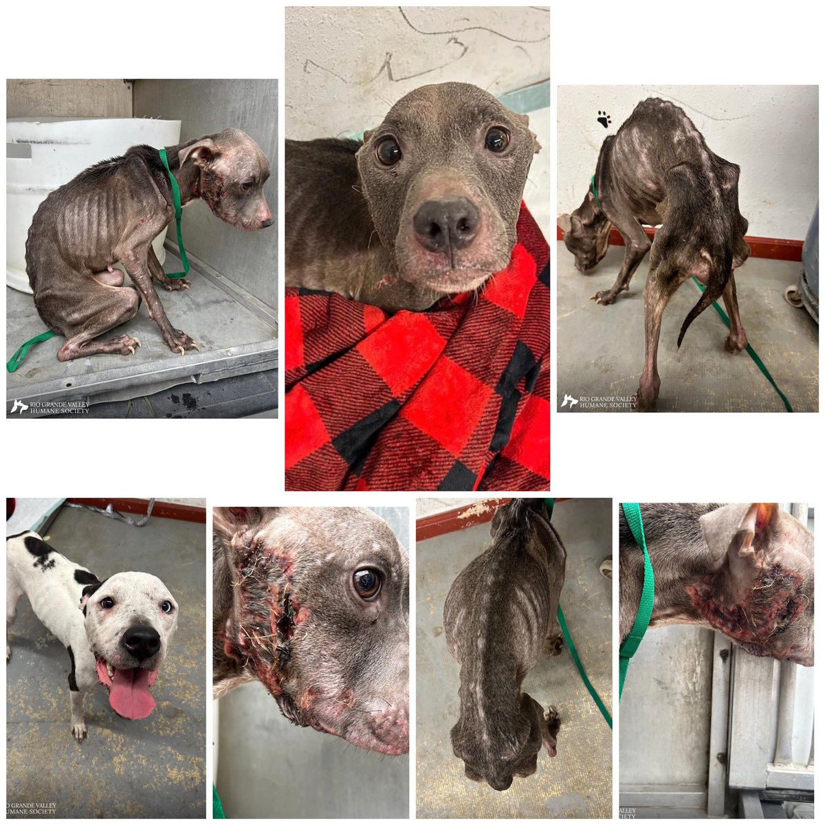 ‼️Emergency Rio Grande Valley Humane Society #Texas ‼️ 2 dogs arrived in extreme conditions after being discovered in a home with no caretaker after their owner died Emergency fosters & rescue needed rescue@rgvhs.org Donations to rgvhs.org/donate #dogsoftwitter #animals