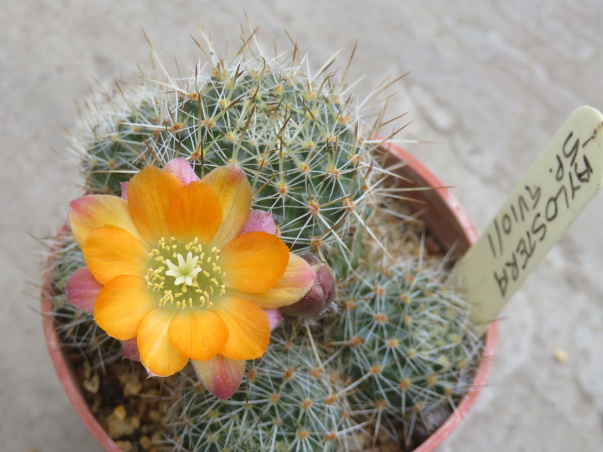 An unusual bright yellow flower open on Aylostera sp GV10/1.  I love a good mystery species.  #aylostera #rebutia #cactus